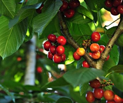 cherry tree urban forest pro oregon