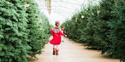 choosing a live christmas tree in portland or