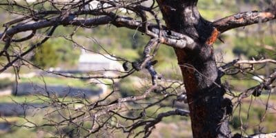 Burned tree after forest wildfire view, disaster in nature