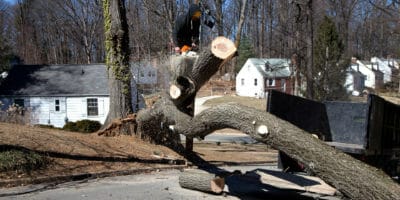 Emergency Tree removal