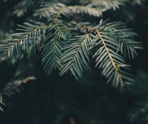 evergreen diseases tree health guide portland urban forest pro