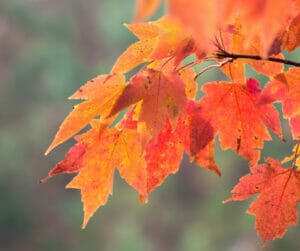 fall tree care tips urban forest pro 
