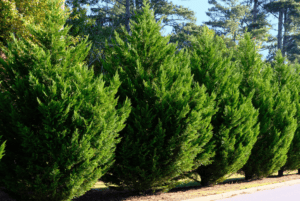 fast growing leyland cypress trees urban forest pro 