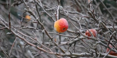 winter free tree in need of pruning.