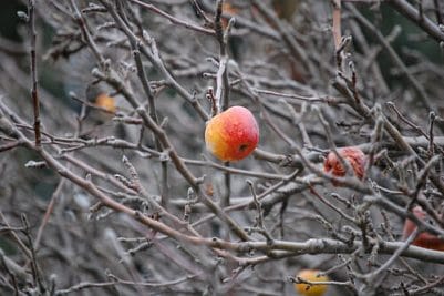 pruning fruit trees oregon