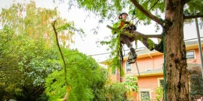 Urban Forest Pro Certified Arborist at work
