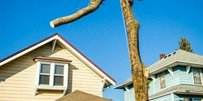 Urban Forest Pro tree removal services