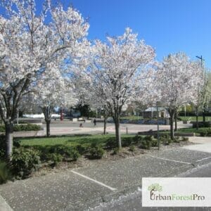 gresham oregon tree removal and pruning near you 
