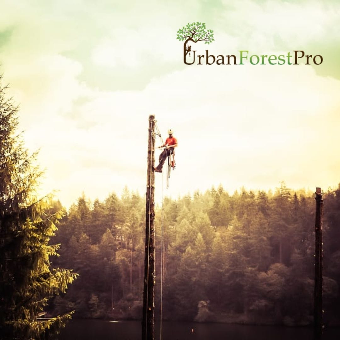 happy-valley-or-tree-service