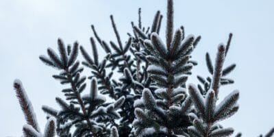 How to protect your trees in winter