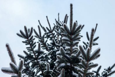 How to protect your trees in winter