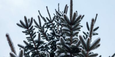 How to protect your trees in winter