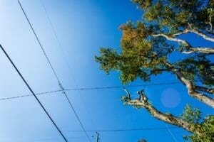 Portland trees near power lines who is responsible for trimming trees near cable lines