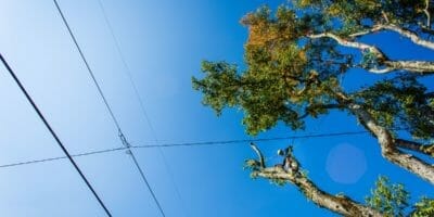 Portland trees near power lines