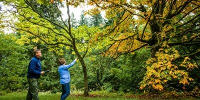 Arborist walking around with woman inspecting trees