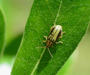 leaf diseases and bugs elm leaf beetle portland arborist urban forest pro