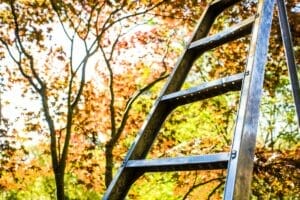 Ladder in front of fall trees