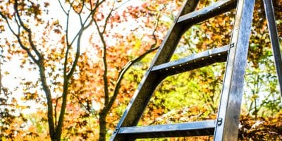 Ladder in front of fall trees