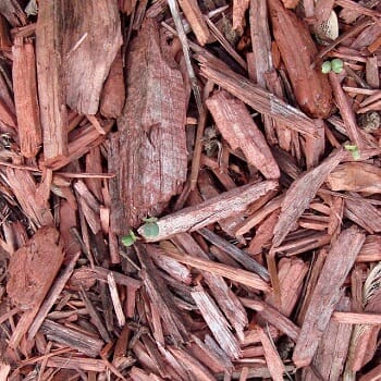 mulching-trees