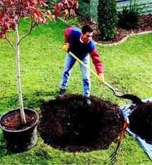 Planting a new tree
