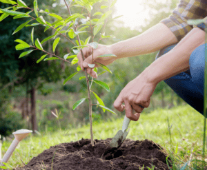 planting a tree pacific northwest urban forest pro