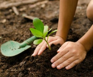 planting a tree tips4 urban forest pro
