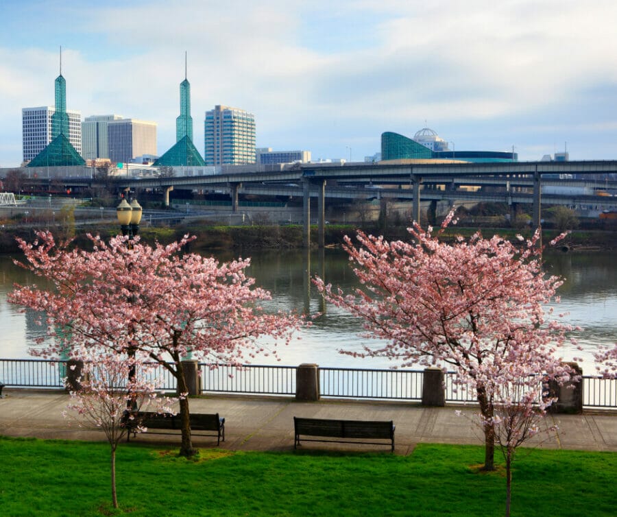 Introduction To Tree Health Care In Portland Oregon Tree Care Experts Urban Forest Professionals