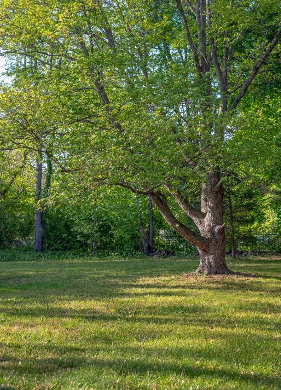 protected tree urban forest pro oregon