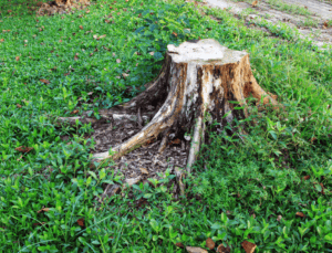 rotting a tree stump