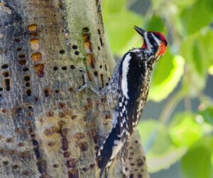 sapsucker holes tree care portland tree heath urban forest pro