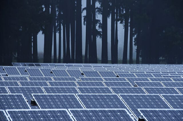 Trees or Solar Panels, Do You Have to Choose? | Urban Forest Pro