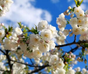 spring tree care tips urban forest pro