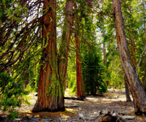 sugar pine trees urban forest pro