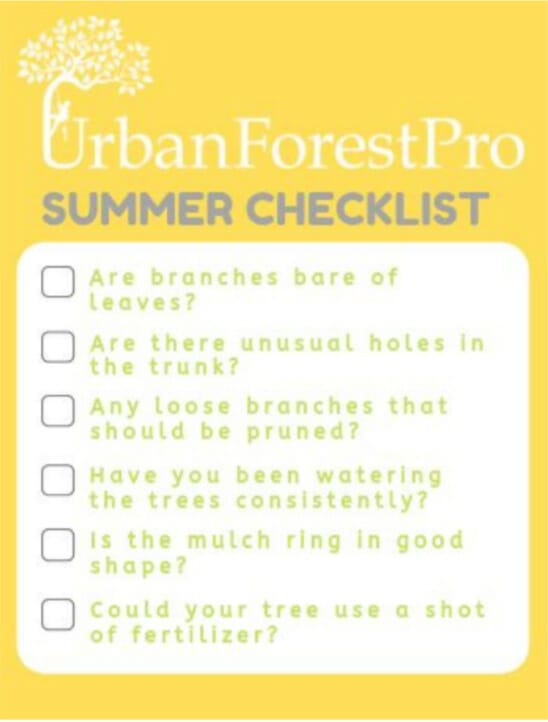 summer tree care checklist urban forest pro