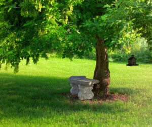 summer tree care tips urban forest pro