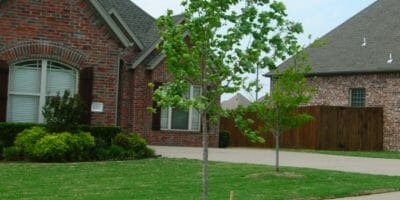 Tree Planting Aftercare, fertilizing trees