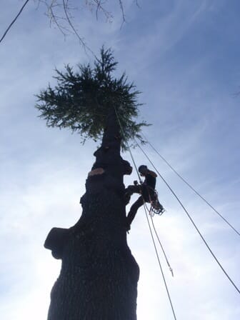 tree removal