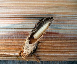 tree borers portland tree care urban forest pro