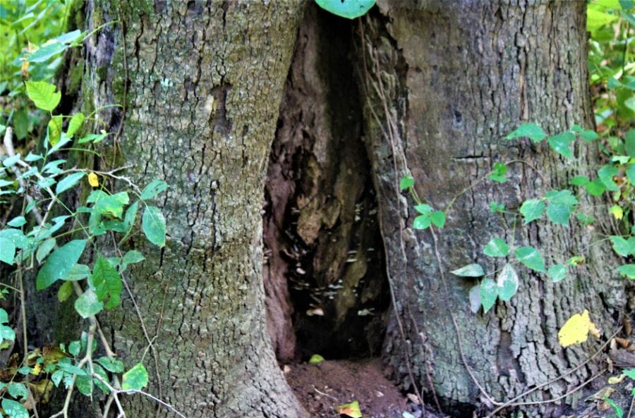 what cause large holes in tree trunks tree hollow urban forest pro oregon