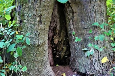 tree hollow urban forest pro oregon