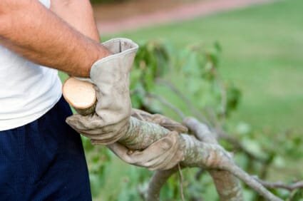 tree pruning