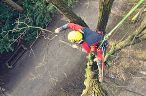 Certified Arborist pruning tree in Portland, OR