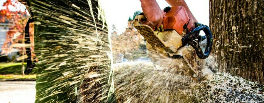 Tree Removal Portland