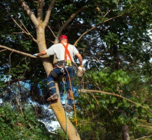 Portland, OR tree services