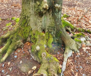 tree trunk and root diseases tree health urban forest pro