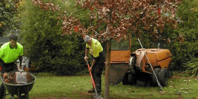 Tree-Moving-Company-Near-You