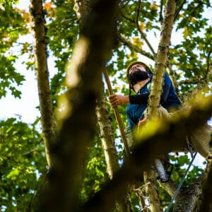 Portland tree cabling