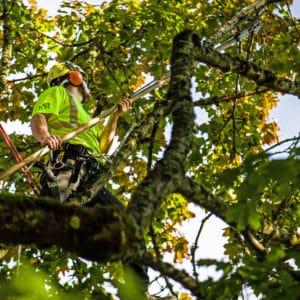 Portland OR Tree Pruning