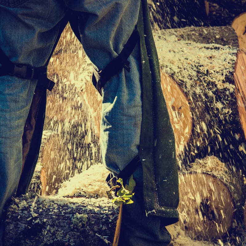 tree removal tree removal
