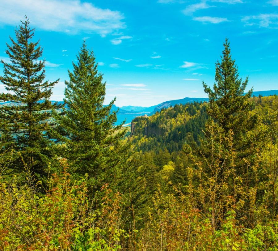 Oregon Pine Tree Identification Find Out About Types Of Pine Trees